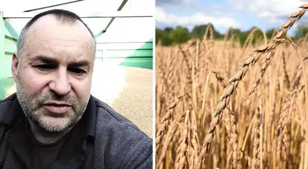 Rolnik ocenia jakość pszenicy orkisz, zastanawiając się nad ceną za tonę.