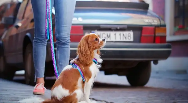 Uroczy cavalier w kolorowych szelkach czeka cierpliwie przy samochodzie.