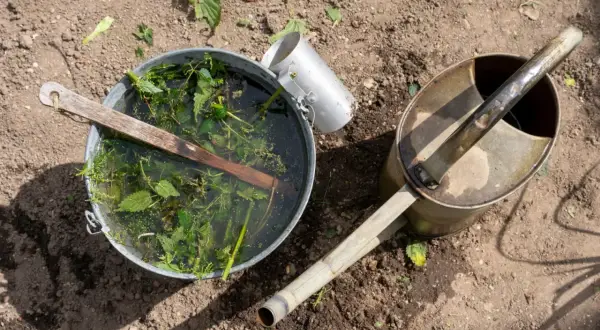Metalowy kubeł z wodą i pokrzywami obok starej konewki na ziemi.