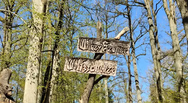 Drewniane tabliczki wskazują trasę do Wilczego Szanacu. Wokół bujna zieleń i błękitne niebo.