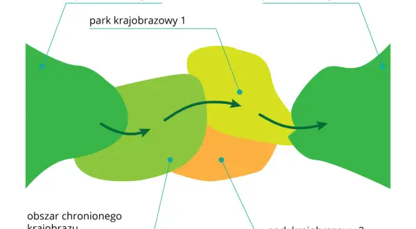 Schemat przedstawia powiązania między parkiem narodowym a parkiem krajobrazowym. Strzałki wskazują przepływ między obszarami.