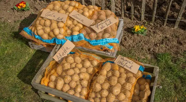 Säcke mit Kartoffeln, beschriftet mit Sortennamen wie "Gala" und "Laura", liegen in Holzkisten. Ein guter **Abstand** zwischen den Kisten lässt Platz für die Frühjahrsblumen.