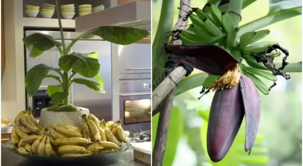 Bananowiec w domu, z pękiem zielonych bananów i kwiatem. Obok, na blacie, miska pełna dojrzałych bananów.