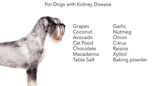 A schnauzer stands beside a list of foods to avoid for dogs with kidney disease, including grapes, chocolate, and garlic.