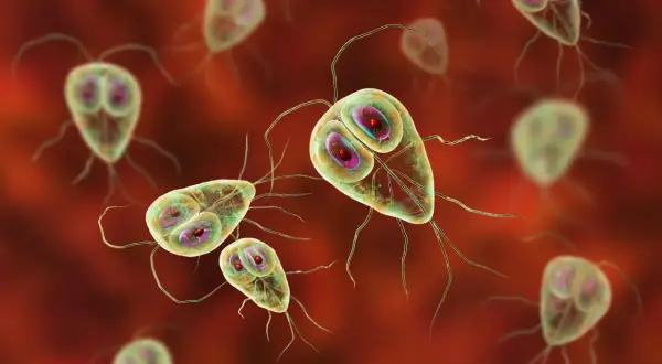 Widok mikroskopowy pasożytów Giardia lamblia, które mogą być obecne w kale. Mają kształt gruszki i cztery pary wici.