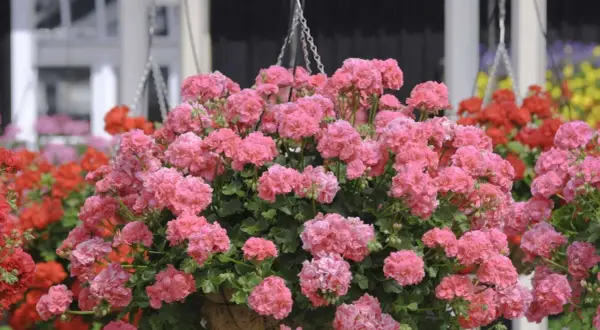 Üppige rosa Geranien in einer Hängeampel, die auf gute Geranien Pflege hinweisen. Im Hintergrund rote und gelbe Blumen.