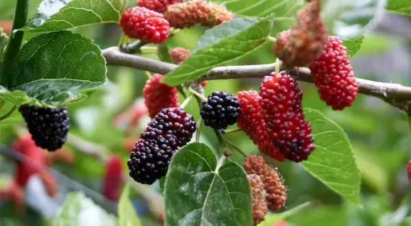Ripe mulberries hang from a branch. A question often asked is: can dogs eat mulberries? Yes, in moderation.