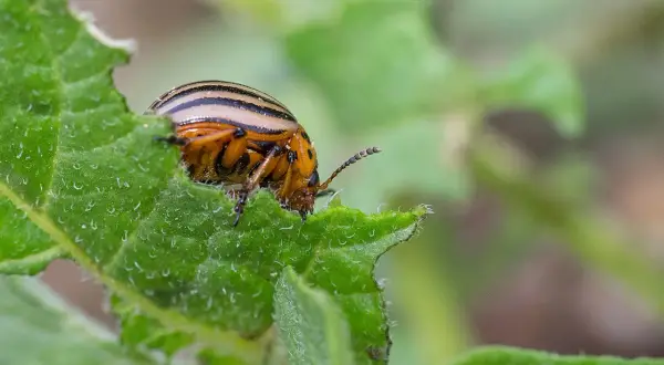 Doryphore de la pomme de terre, insecte rayé, mange une feuille verte.