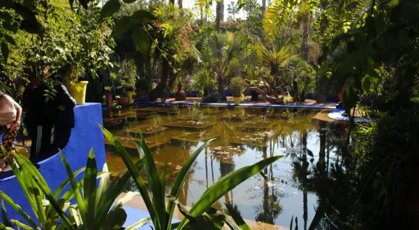 Un bassin d'eau reflète la végétation luxuriante. Sa **bordure de bassin en pierre**, peinte en bleu vif, contraste avec les tons verts et bruns du jardin exotique.