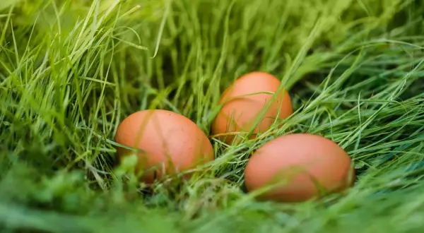 Trzy brązowe jajka ukryte w zielonej trawie. Ich naturalne jajka green shell właściwości są doceniane przez smakoszy.