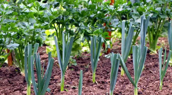 Poireaux fraîchement plantés dans un potager. Le moment idéal quand tailler les poireaux pour favoriser leur croissance.