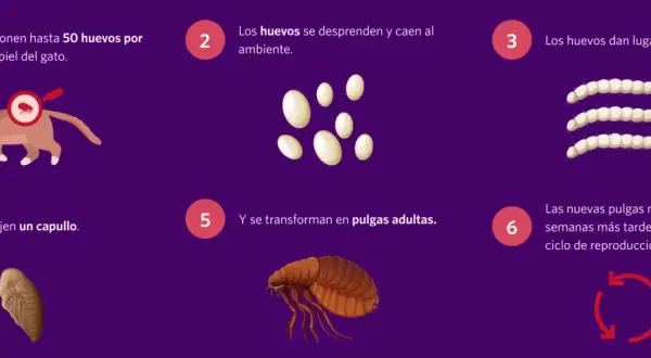 Ciclo de vida de las pulgas en gatos: huevos, larvas, capullos y pulgas adultas. Las pulgas ponen huevos en el gato, que caen al ambiente.