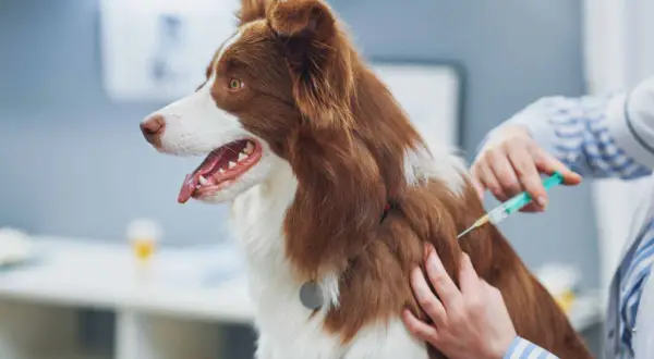 A veterinarian administers the leptospirosis vaccine for dogs to a brown and white dog.