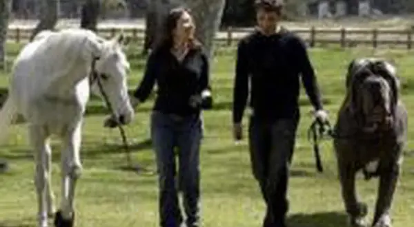 Un couple promène un cheval blanc et Hercule, le plus gros chien du monde, dans un pré.