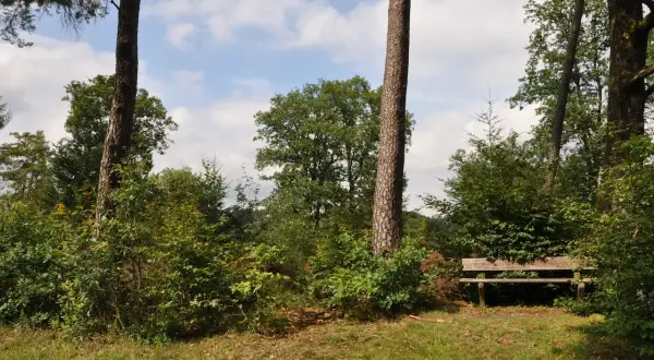 Holzbank am Hexenweg Friesenhagen, umgeben von üppigem Grün und hohen Bäumen. Ein friedlicher Ort zum Ausruhen.