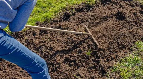Osoba w dżinsach i szarej bluzie grabi ziemię na ugorze, przygotowując ją do sadzenia.
