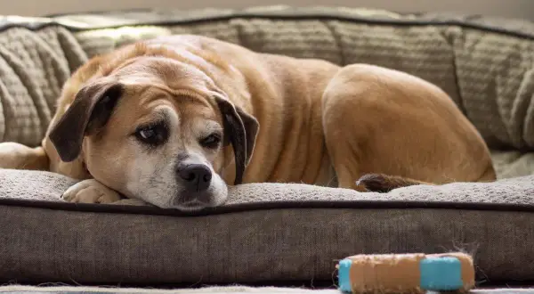 Perro mayor, con mirada cansada, descansa en su cama. Podría ser un caso de demencia senil en perros, mostrando la lentitud de la vejez.