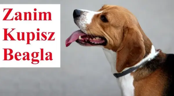 Jak wytresować beagla? Poradnik dla upartych, ale kochanych psów