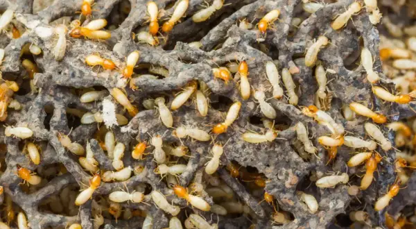 Un alveare brulicante di termiti, con molti esemplari chiari e alcuni con la testa arancione, che si muovono tra le gallerie del loro nido.