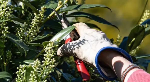 Gärtnerhandschuh hält Gartenschere, um Lorbeer zu schneiden. Kleine grüne Knospen und dunkle Blätter sind zu sehen.