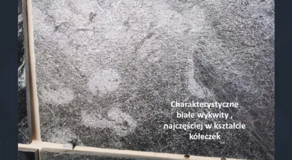 Szara płytka gresowa z charakterystycznym białym nalotem, tworzącym wzory przypominające kółeczka.