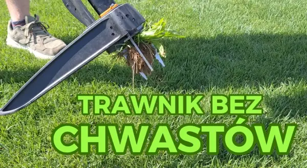 Jak pozbyć się płożących chwastów z trawnika? Skuteczne metody