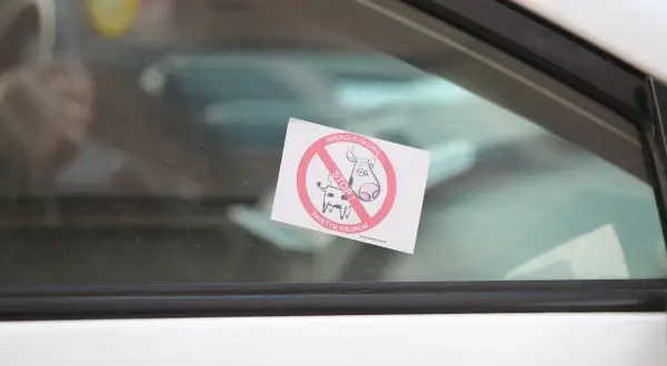 Naklejka "Parkuj z głową, stop świętym krowom" na szybie. Chcesz wiedzieć, jak usunąć naklejkę rejestracyjną z szyby?