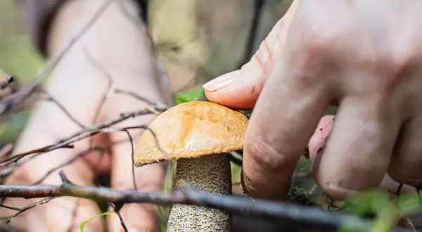 Mano recogiendo una seta anaranjada en el bosque. ¡Cuidado con las setas venenosas de Galicia!