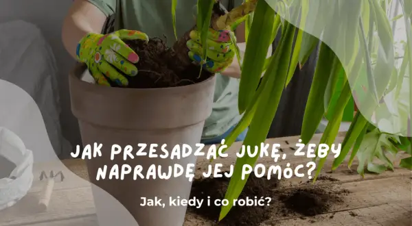 Ręce w rękawiczkach przesadzają jukę do nowej doniczki. Poradnik, jak to zrobić, by roślina rosła zdrowo.