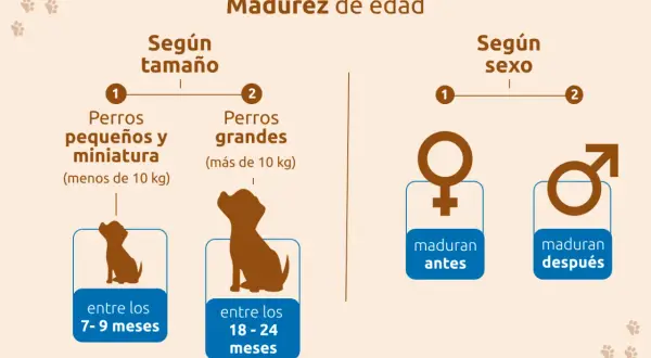 La madurez de un perro varía. Perros pequeños maduran entre 7-9 meses, grandes entre 18-24 meses. Las hembras maduran antes.