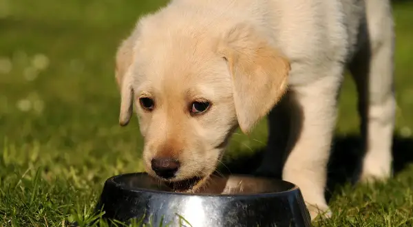 Uroczy szczeniak labradora pije z miski. Czy pies może pić mleko? Ten maluch wygląda na zadowolonego.