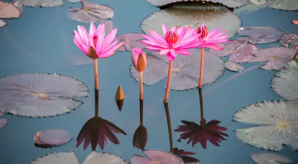Trois nénuphars roses éclosent sur l'eau calme, leurs reflets dansants se mêlant aux feuilles flottantes. Un bouton de nénuphar sous l'eau attend son heure.