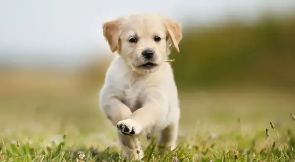 Szczeniak golden retriever biegnie przez łąkę. To idealny moment, kiedy szczeniak może mieć kontakt z innymi psami, ucząc się socjalizacji.