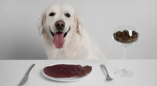 Uśmiechnięty pies czeka na posiłek. Na stole talerz z surową wątróbką, widelec, nóż i kieliszek z karmą. Czy pies może jeść wątróbkę?