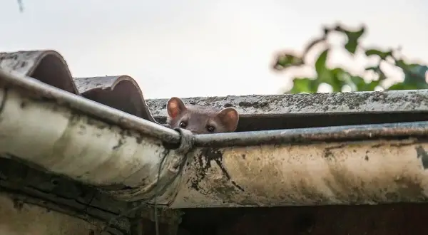 Ein Marder lugt neugierig aus der Dachrinne. So kommen Marder aufs Dach: Sie klettern geschickt an Fassaden und Bäumen hoch.