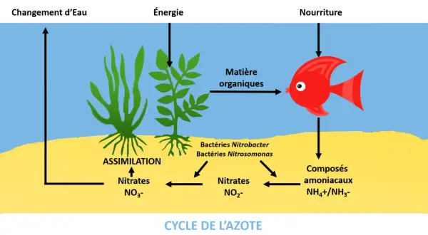 Schéma illustrant le cycle de l'azote : plantes aquatiques assimilant les nitrates, bactéries transformant les composés ammoniacaux en nitrites puis nitrates, et un poisson produisant de la matière organique.