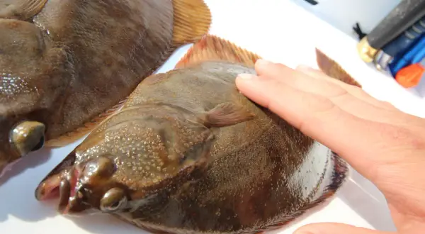 Eine Hand streichelt über einen frisch gefangenen plattfisch. Ein weiterer plattfisch liegt daneben.