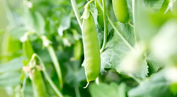 Frische zucker erbsen reifen an der Pflanze.