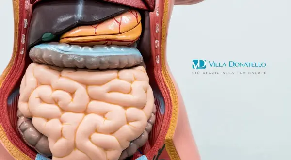 Modello anatomico del torso umano che mostra gli organi interni, utile per comprendere i diverticoli e i loro sintomi.