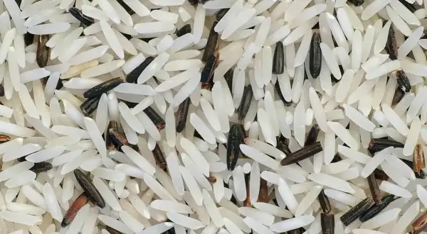 Czy ryż basmati nadaje się do risotto? Oto, co musisz wiedzieć