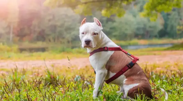 Piękny amerykański staffordshire terrier w czerwonej uprzęży siedzi na trawie, w tle jesienny park.
