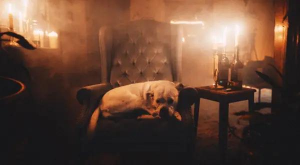 Biały pies leży na fotelu w zadymionym pokoju oświetlonym świecami. Czy psy widzą w ciemności? Ten pies wygląda, jakby widział wszystko.