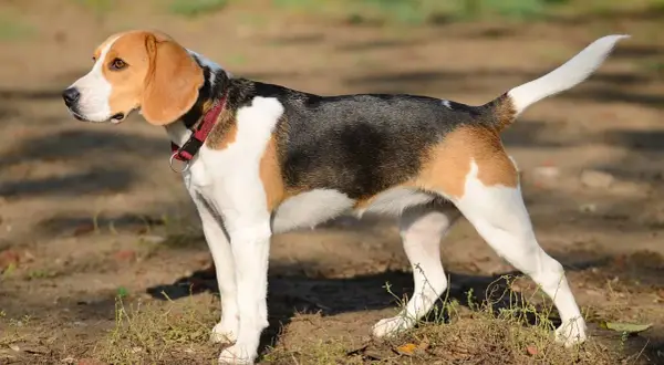 Beagle, jedna z ras psów myśliwskich, w trójkolorowym umaszczeniu, stoi na tle ziemi i trawy.