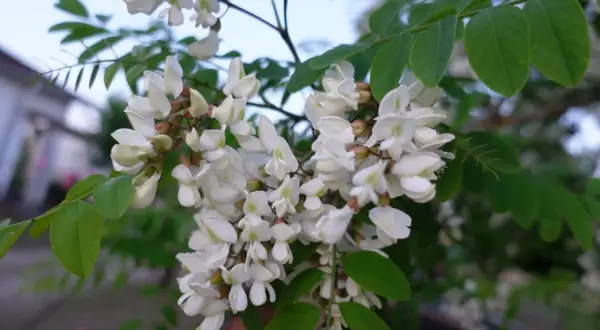 Kiedy kwitnie robinia akacjowa? Terminy, zapach, zastosowanie