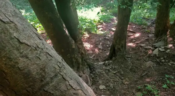 Kamienista ścieżka w lesie, prowadząca na Lackową. Drzewa o grubych pniach tworzą cień.