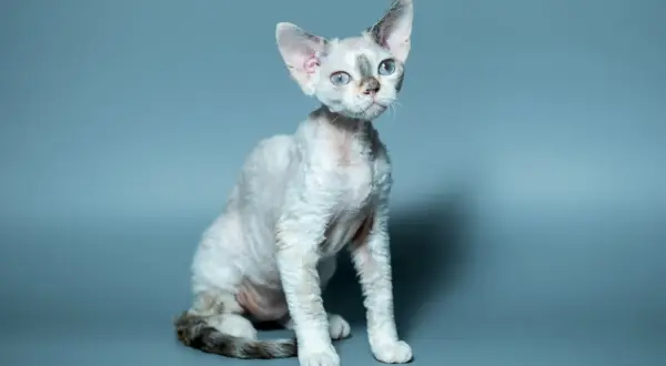 Kot rasy Devon Rex z niebieskimi oczami siedzi na szarym tle.