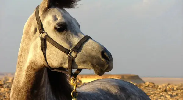 Piękny koń arabski w pustynnym krajobrazie, z grzywą rozwianą przez wiatr.