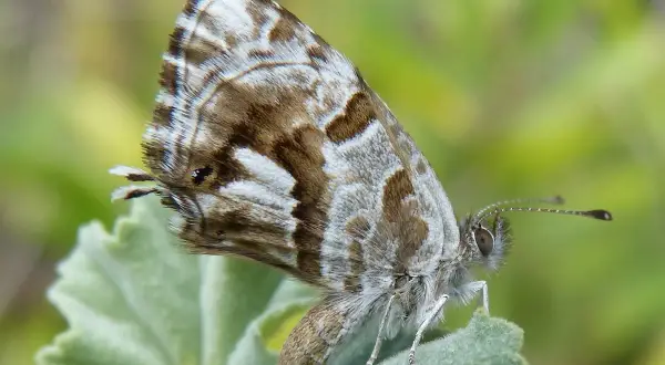 Farfalla del geranio, un insetticida naturale fai da te. Le sue ali marroni e bianche si mimetizzano perfettamente.
