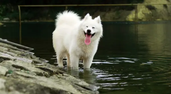 Uśmiechnięty samoyed, którego wielkość robi wrażenie, stoi w wodzie. Jego białe futro lśni, a język wystaje z pyska.