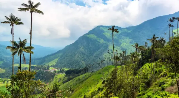 Valle de Cocora, Colombia que ver: palmas de cera altísimas se alzan sobre colinas verdes y un cielo nublado.